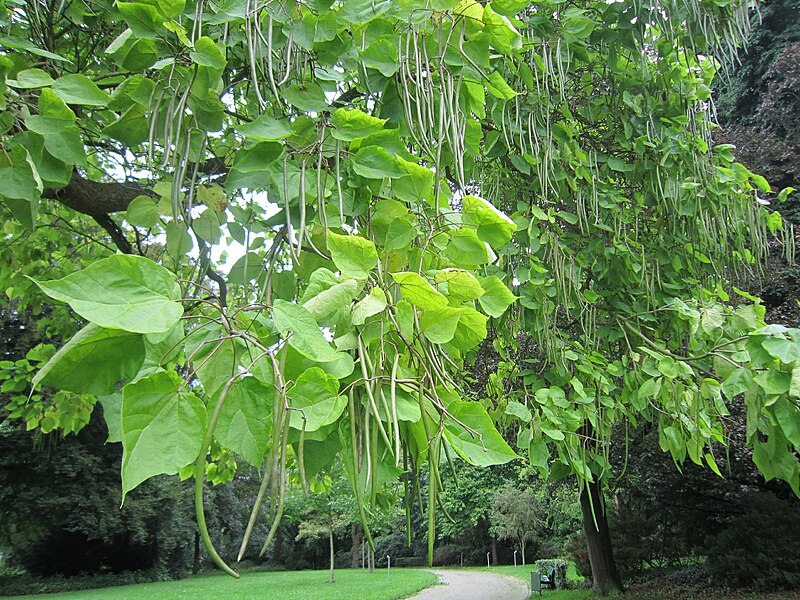 File:Osnabrück Bürgerpark 3.JPG