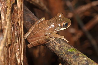 <i>Osteocephalus mutabor</i> Species of amphibian