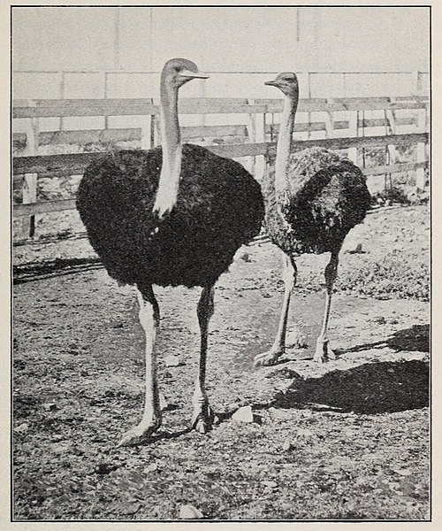 File:Our domestic birds; elementary lessons in aviculture (1913) (14748924385).jpg