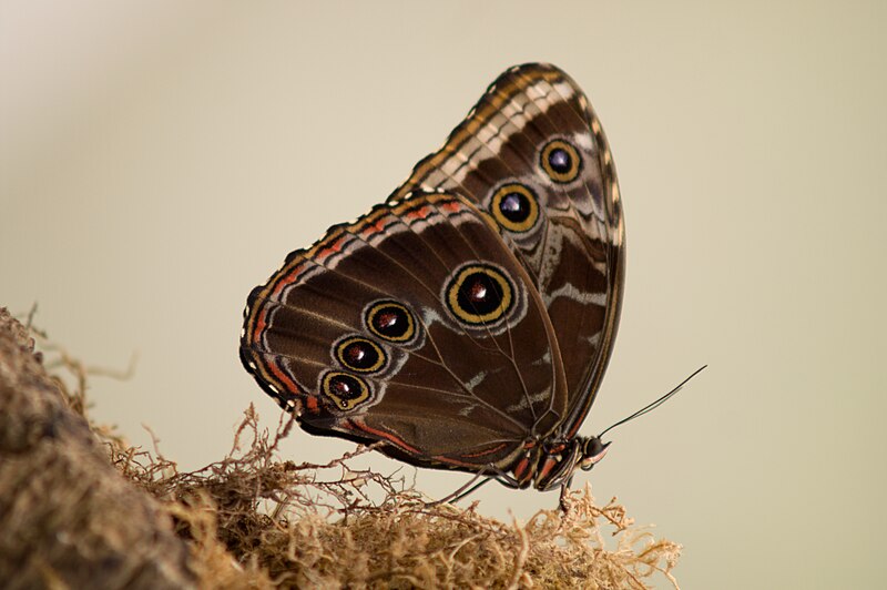 File:Owl Butterfly.jpg