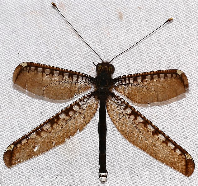 File:Owlfly (Haploglenius decorus) (27932677919).jpg