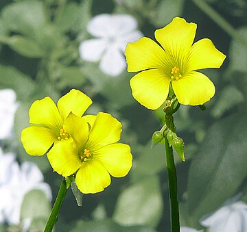 File:Oxalis-pes-caprae010d (cropped).jpg