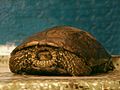 Kaspische Bachschildkröte