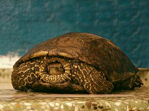 Eastern Mediterranean brook turtle (Mauremys rivulata) (South Crete)