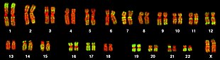 fluorescent microscopy image of 46 pairs of chromosomes striped with red and yellow bands. The largest chromosomes are around 10 times the size of the smallest.