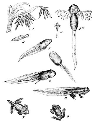 PSM V20 D766 Eight stages of the development of the tadpole.jpg