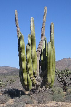 Description de l'image Pachycereus_pringlei_cardon_sahueso.JPG.