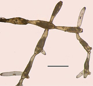 <i>Paludicella articulata</i> Species of moss animal