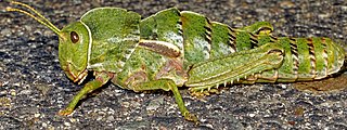 <i>Pamphagus sardeus</i> Species of grasshopper