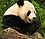 Panda closeup.jpg