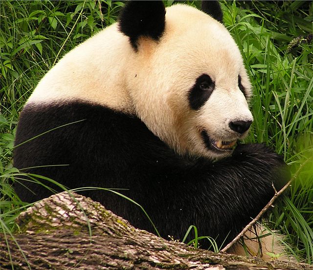 Giant Panda in 2006