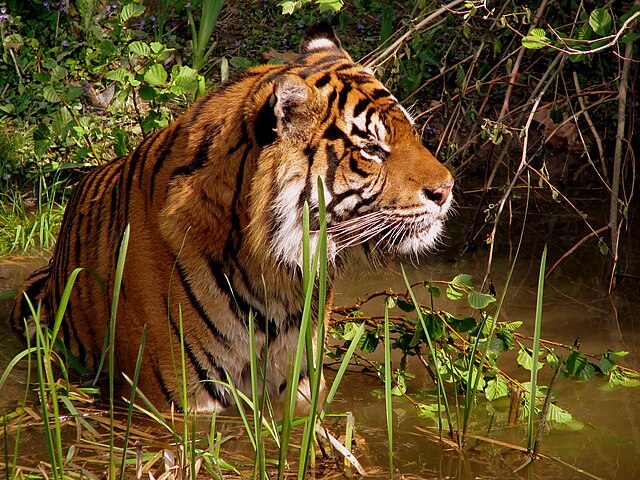 A tiger (Panthera tigris)