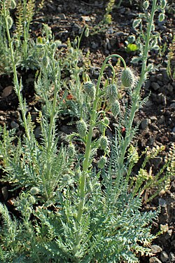 Papaver Triniifolium