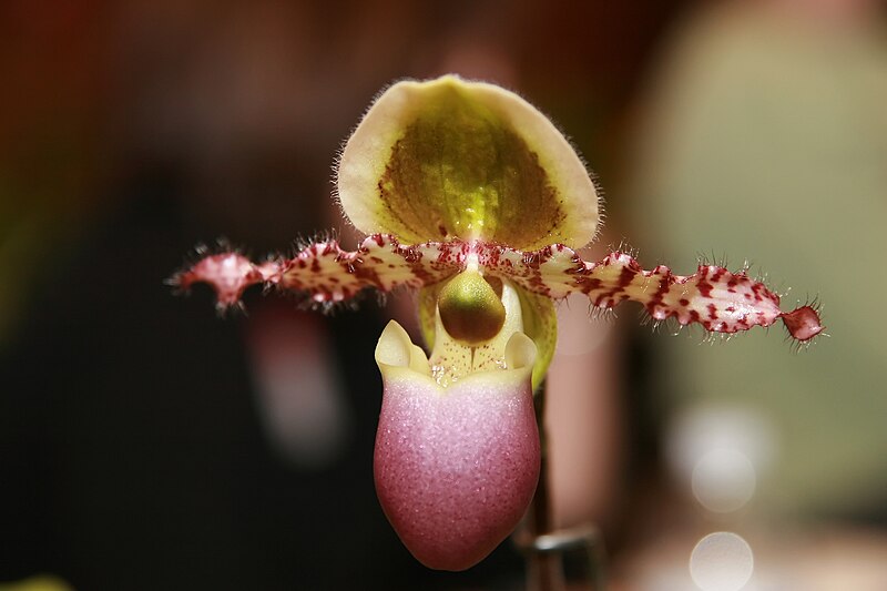 File:Paphiopedilum liemianum 2zz.jpg