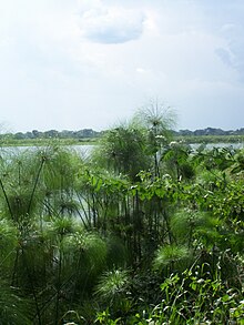 Papyrus growing wild on the banks of the Nile in Uganda