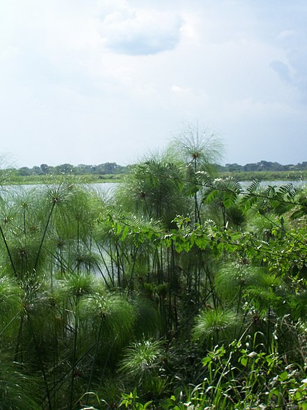 Papyrus growing wild on the banks of the Nile in Uganda