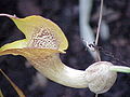 Miniatura para Pararistolochia promissa