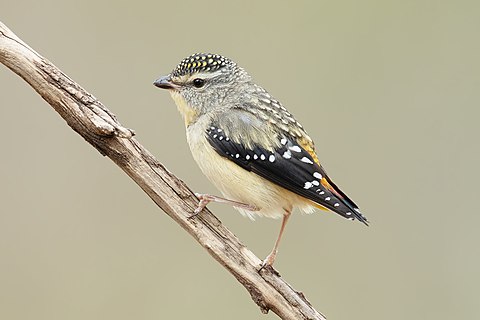 Female spotted pardalote