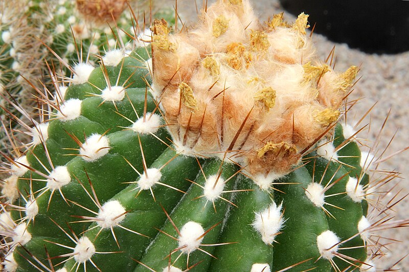 File:Parodia columnaris pm.jpg