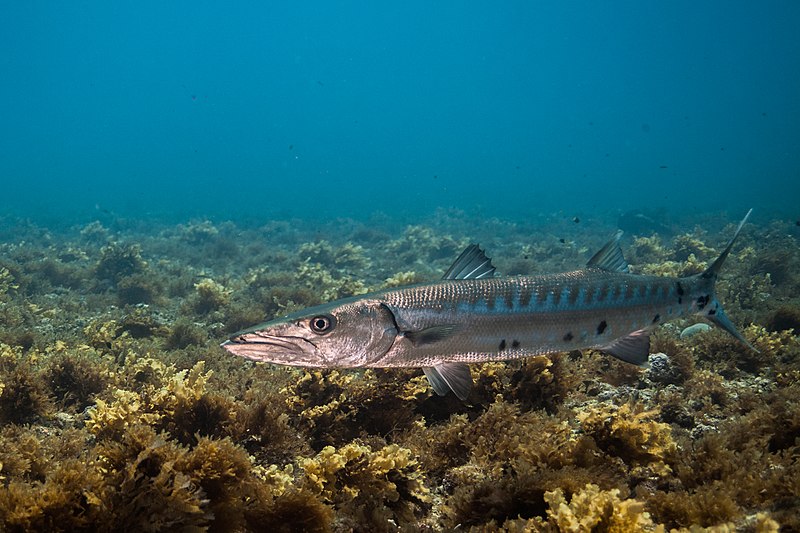 File:Parque Nacional Marinho de Fernando de Noronha - João Paulo Marques DAndretta 23.jpg