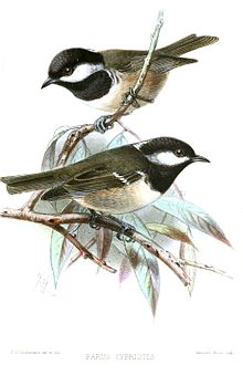 Illustration of Parus ater cypriotes by John Gerrard Keulemans ParusCypriotesKeulemans.jpg