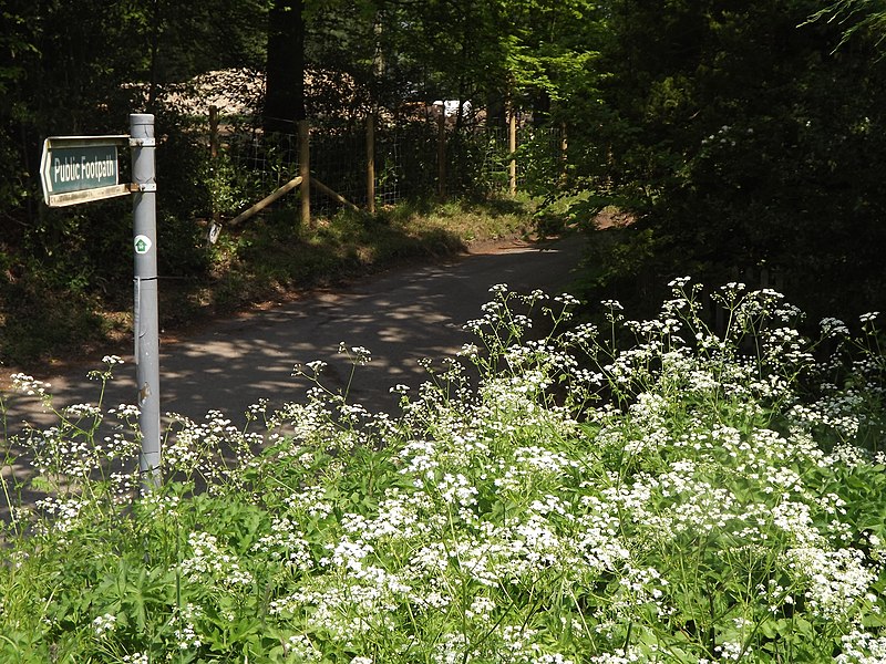 File:Path by Stocks Copse - geograph.org.uk - 2957649.jpg