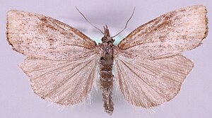 Pediasia truncatellus.jpg