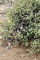 Pelargonium desertorum (Geraniaceae) (38438323401).jpg