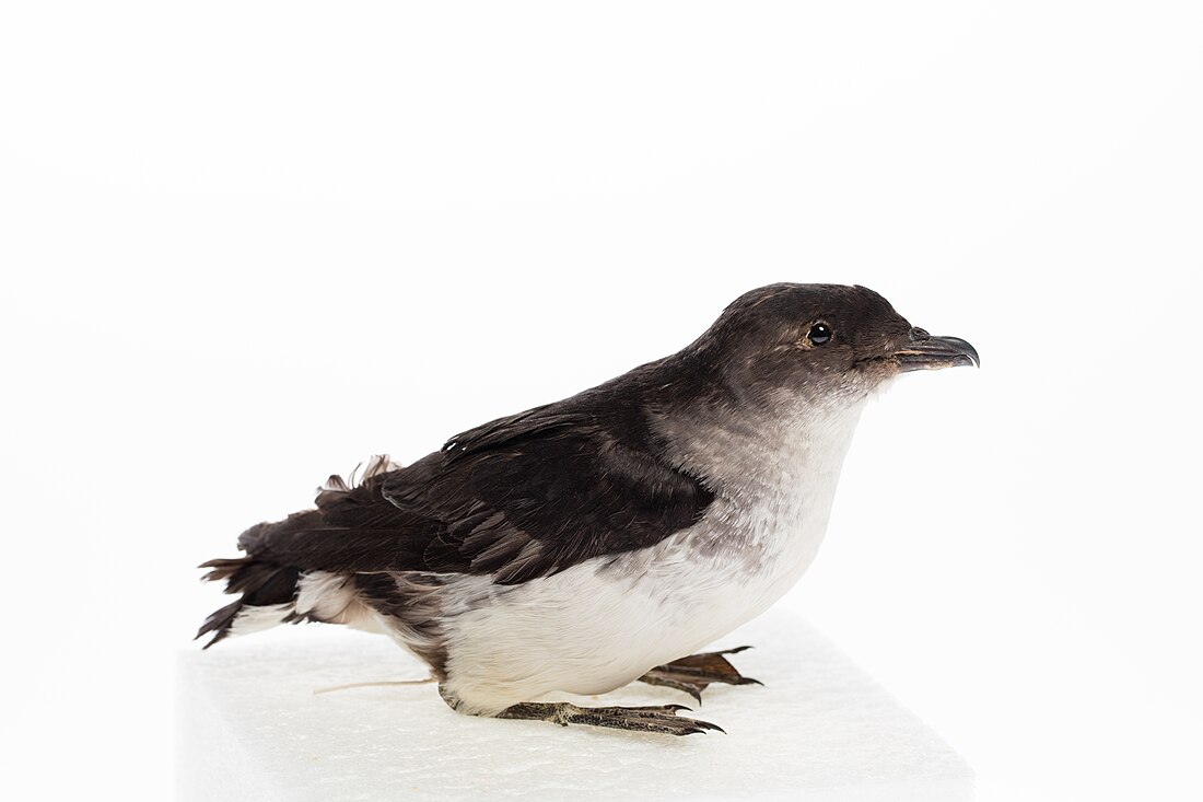 Common diving petrel