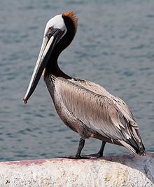 Brown pelican Pelican 4995.jpg