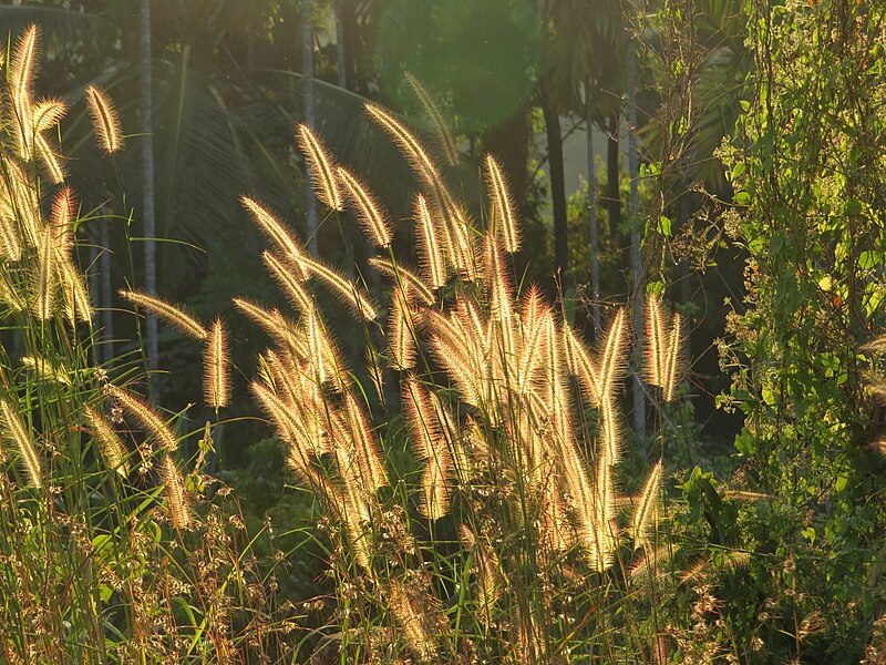 File:Pennisetum polystachion at Chooliyad, Kannur (2).jpg