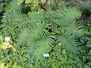 <i>Pentarhizidium</i> Genus of ferns