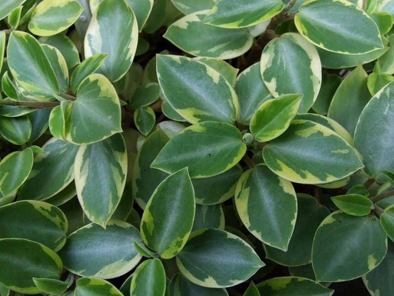 File:Peperomia orba `Variegata`.jpg