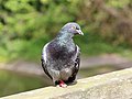 Perching pigeon in Birkenhead Park