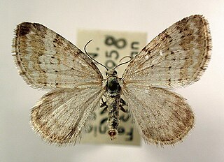 <i>Perizoma albulata</i> Species of moth