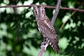 * Nomination: Scops owl: Oasis of Douz 2023. By User:Hamdi Ben Boubaker --Hommi2020 09:59, 24 May 2024 (UTC) * Review IMHO, too purple. --C messier 20:55, 31 May 2024 (UTC)