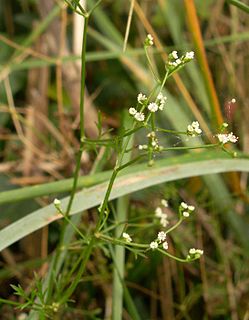 <i>Petroselinum</i> Genus of flowering plants