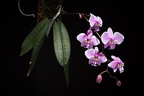 Képleírás Phalaenopsis schilleriana '-180503' Rchb.f., Hamburger Garten- Blumenzeitung 16 115 (1860) (44776938790) .jpg.