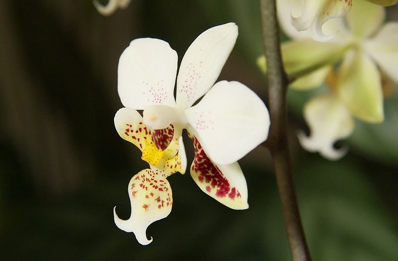 File:Phalaenopsis stuartiana (5471619332).jpg