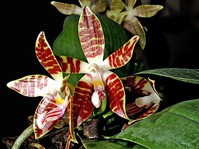 Descrierea imaginii Phalaenopsis sumatrana Orchi 337-1.jpg.