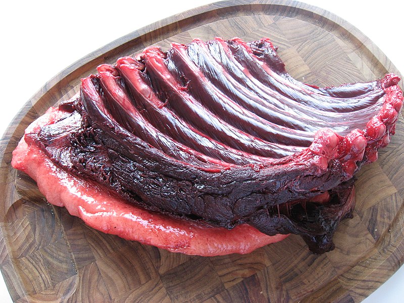File:Phoeca groenlandica piece of meat upernavik 2007-06-26.JPG