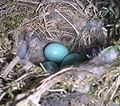 Nest with a clutch of eggs