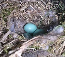 220px-Phoenicurus_phoenicurus_eggs.jpg