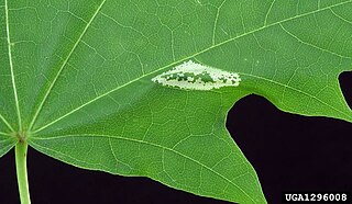 <i>Phyllonorycter joannisi</i> Species of moth