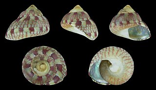 <i>Pictodiloma suavis</i> Species of gastropod