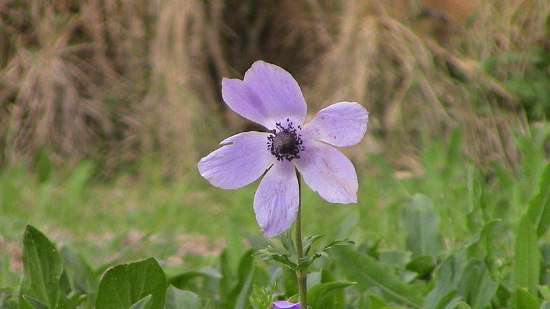 File:PikiWiki Israel 44347 Plants of Israel.JPG