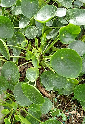 Kilpipiilea Pilea peperomioides