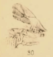 Pimpla senecta
(1890 illustration) Pimpla senecta 1890 pl3 Fig30.png