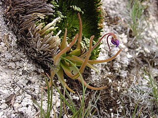 <i>Pinguicula gypsicola</i> Species of carnivorous plant