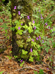 P. moranensis growing on a tree trunk in Tamaulipas Pinguicula moranensis tree.png